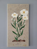 Ivory Grace 24" x 12"